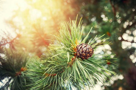 visual_aims_50260_768x512px_W576xH0